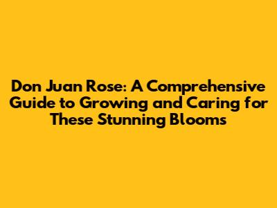 Don Juan Rose: A Comprehensive Guide to Growing and Caring for These Stunning Blooms