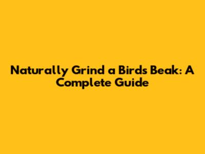 Naturally Grind a Bird's Beak: A Complete Guide