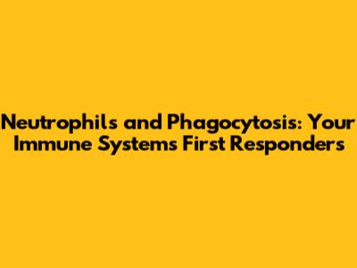 Neutrophils and Phagocytosis: Your Immune System's First Responders