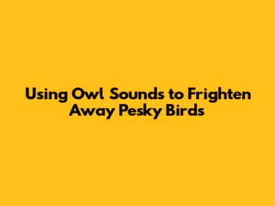 Using Owl Sounds to Frighten Away Pesky Birds